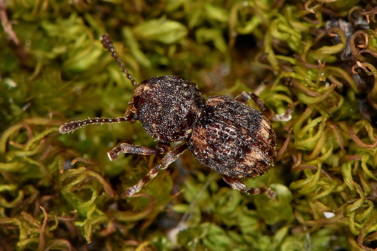 Anthribidae: Phaenotherion fasciculatum?  S !